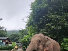 -野象谷景区