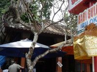 -Warung Babi Guling Ibu Oka 3