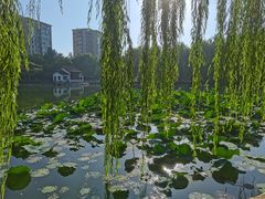 -团结湖公园