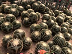 -石家庄市植物园