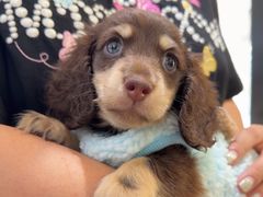 -萌宠之家·腊肠犬·马尔泰·小体犬舍