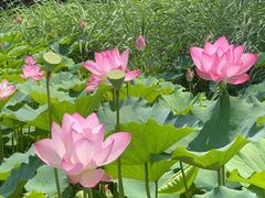 -莲花池公园