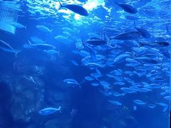 -太平洋海底世界