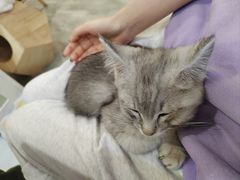 -楼上猫咖(罗湖店)