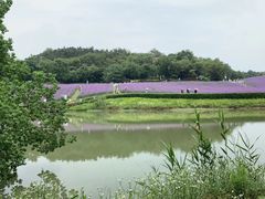 -大塘金香草谷