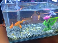 -华夏良子·足道SPA艾灸(王府井店)