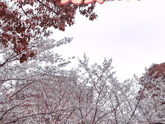 -高东镇樱花园
