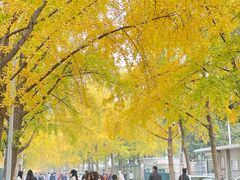 -三里屯东五街银杏大道