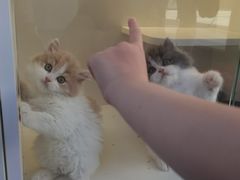 -小猫来了·猫舍(红山六九七九店)