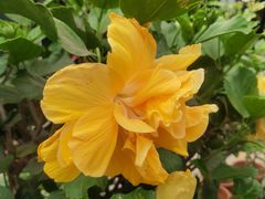 -中环花鸟鱼虫市场