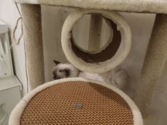 -喵喵咪呀布偶猫咖(春熙路店)