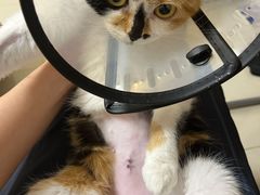 -美联众合动物医院·24h转诊中心