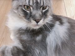 -袖虎宠物·金渐层缅因猫舍(灵芝店)