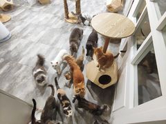 -楼上猫咖(罗湖店)