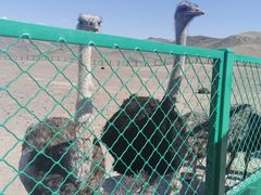 -新疆天山野生动物园