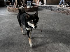 -柴犬高等学院·狗咖·柴犬售卖·宠物训练