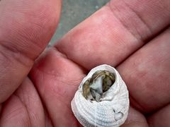 -红树林天天赶海