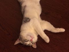 iphone_upload_pic-Bastet sally猫舍购宠(静安店)