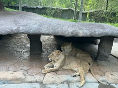 -北京野生动物园