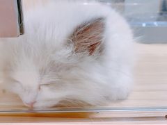 -屋虎猫馆(宝安大仟里店)