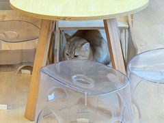 -有喵·猫咖·狗咖·30几只猫10只小狗(岗厦店)