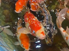 -老康火锅(黄河路总店)