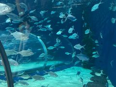 -上海海洋水族馆