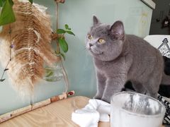 -平行世界·猫咖(首经贸店)