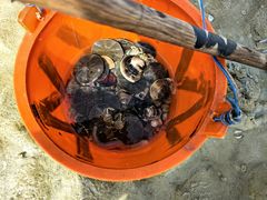 -红树林天天赶海