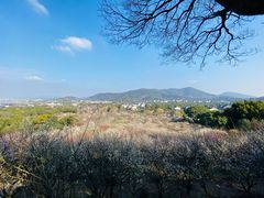 -香雪海