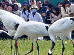 -盐城丹顶鹤湿地生态旅游区