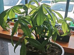 -韩香福烤肉庄园(荣成店)