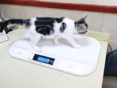 -艾贝尔宠物医院·狂犬免疫点(江山金象城店)