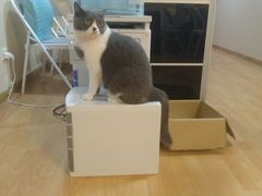 -猫音日语留学培训