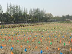 -上海长兴岛郊野公园