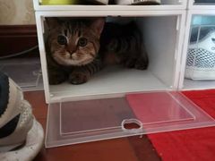 -老吴的猫·猫舍(新区店)