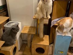 -more than meow吴止猫主题餐厅(承德 中船汇店)