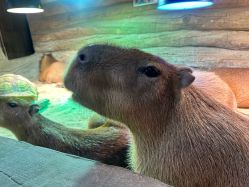 -Zoolung Zoolung动物主题公园(海信广场店)