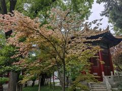 -西安碑林博物馆