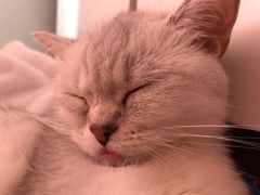 -瑞派宠物医院·中兽医专科(中央商城分院)