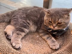 -猫咪派对(江南西店)