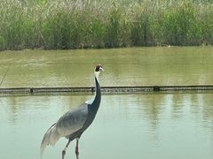 -盐城丹顶鹤湿地生态旅游区