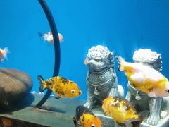 -合肥海洋世界