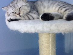 -喵的天空名猫咖啡馆·撸猫·猫舍·用品