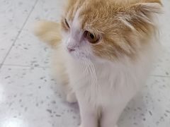 -喵园·猫主题咖啡厅·撸猫·猫咖(国贸店)