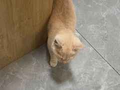 -半岛宠物医院24小时(西派城店)