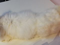-我爱猫咪·猫咖·狗咖·安哥拉兔·羊驼咖(小寨华旗店)