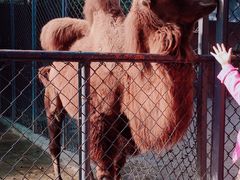 -荆州中山公园动物园