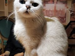 -猫小院猫主题餐厅(南锣旗舰店)