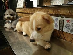 -more than meow吴止猫主题餐厅(承德 中船汇店)